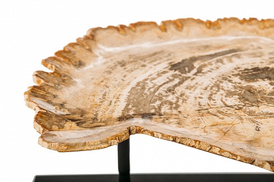 Декоративная тарелка 382380  из окаменелого дерева - фотография №1