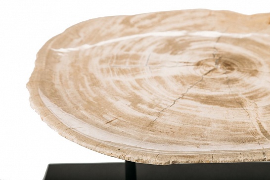 Декоративная тарелка 382337 из окаменелого дерева - фотография №1