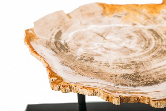 Декоративная тарелка 382381 из окаменелого дерева - фотография №1